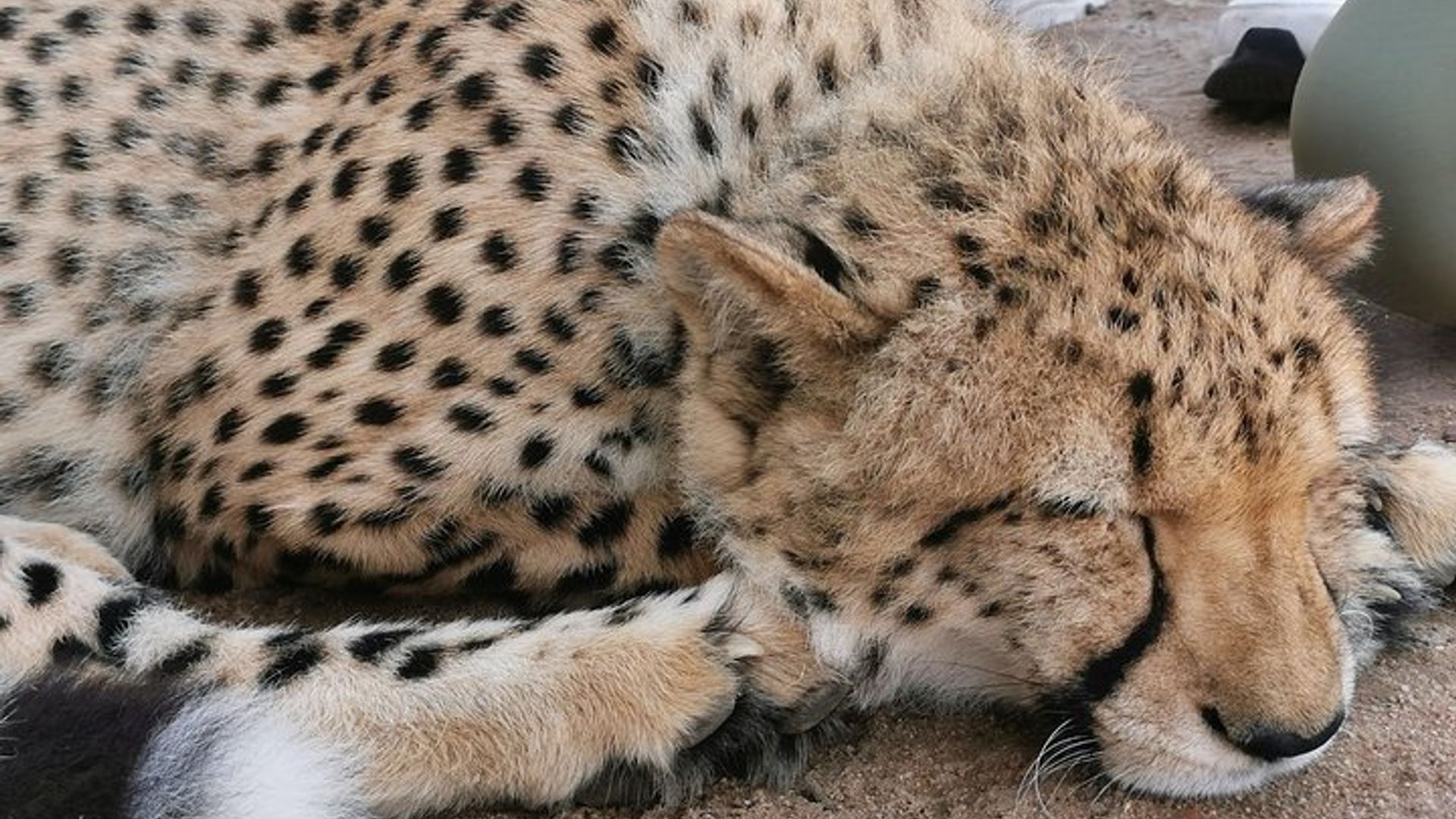 Cheetah Outreach, Gordon’s Bay, and Strand Beach Tour