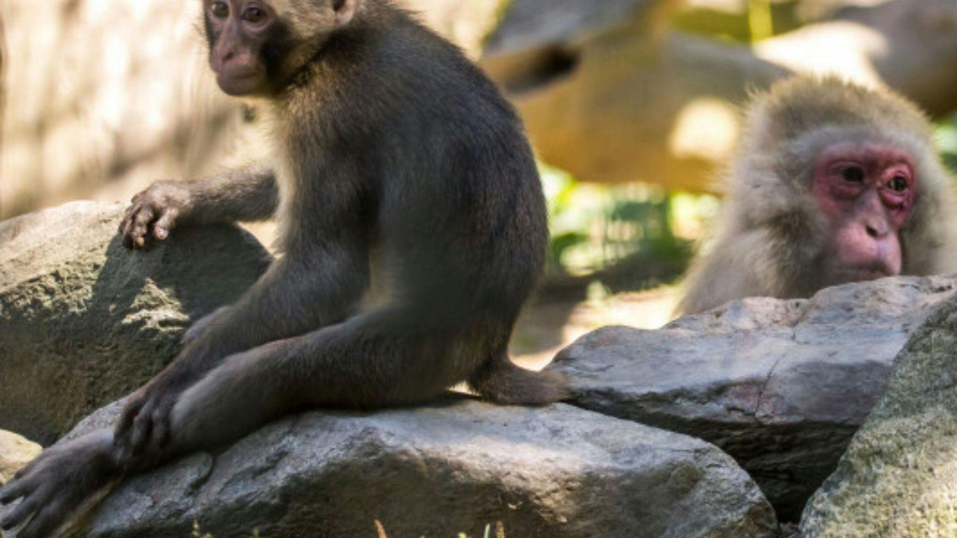 Zoo al Maglio and Swissminiatur combo ticket