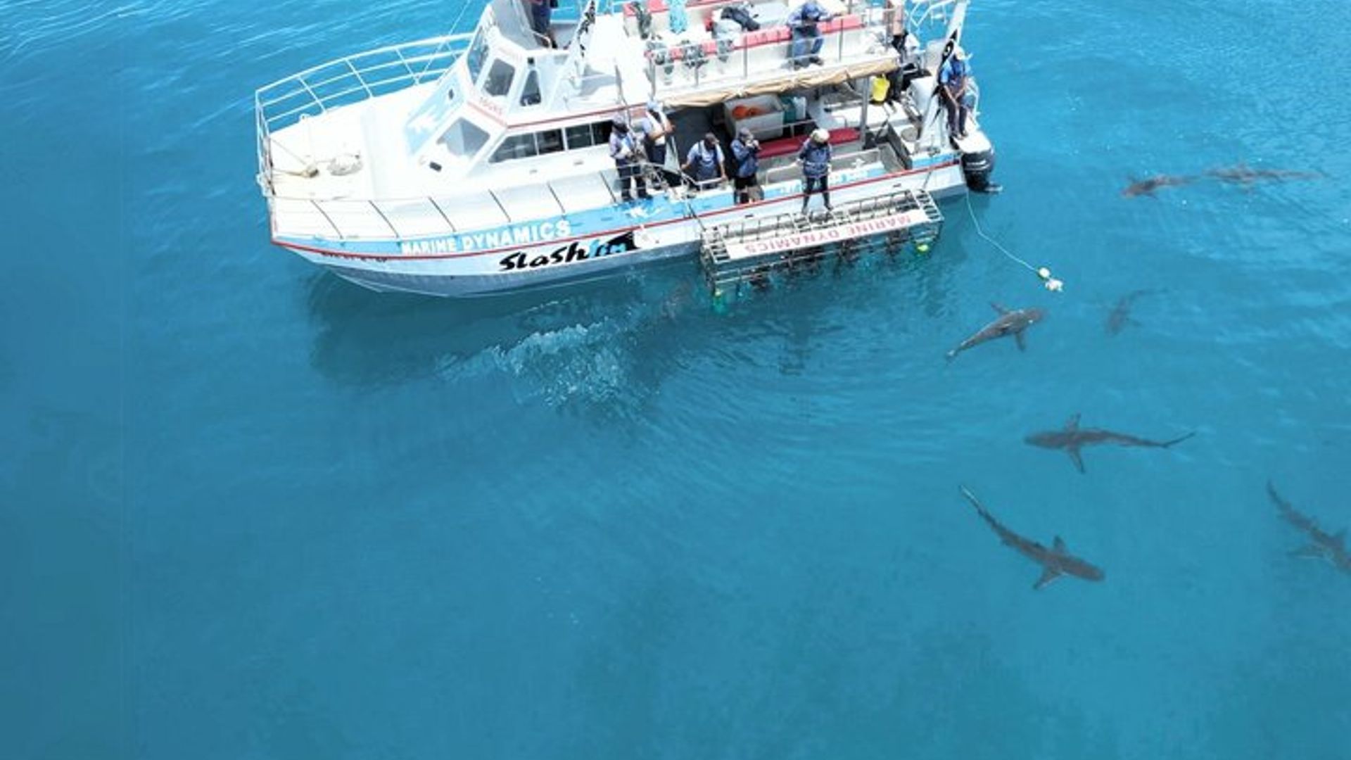 Gansbaai Shark Cage Diving Experience From Hermanus