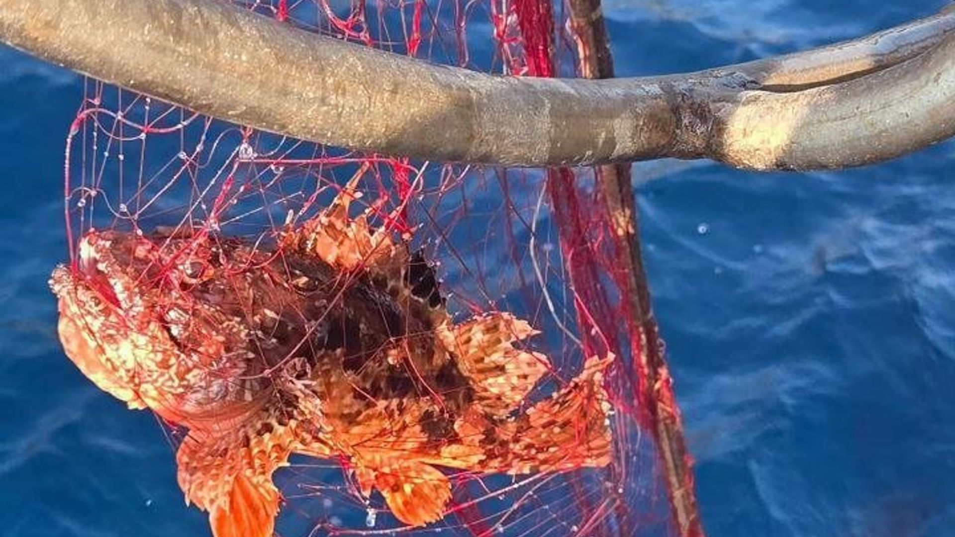 Fishing on the Island of Elba with lunch on board
