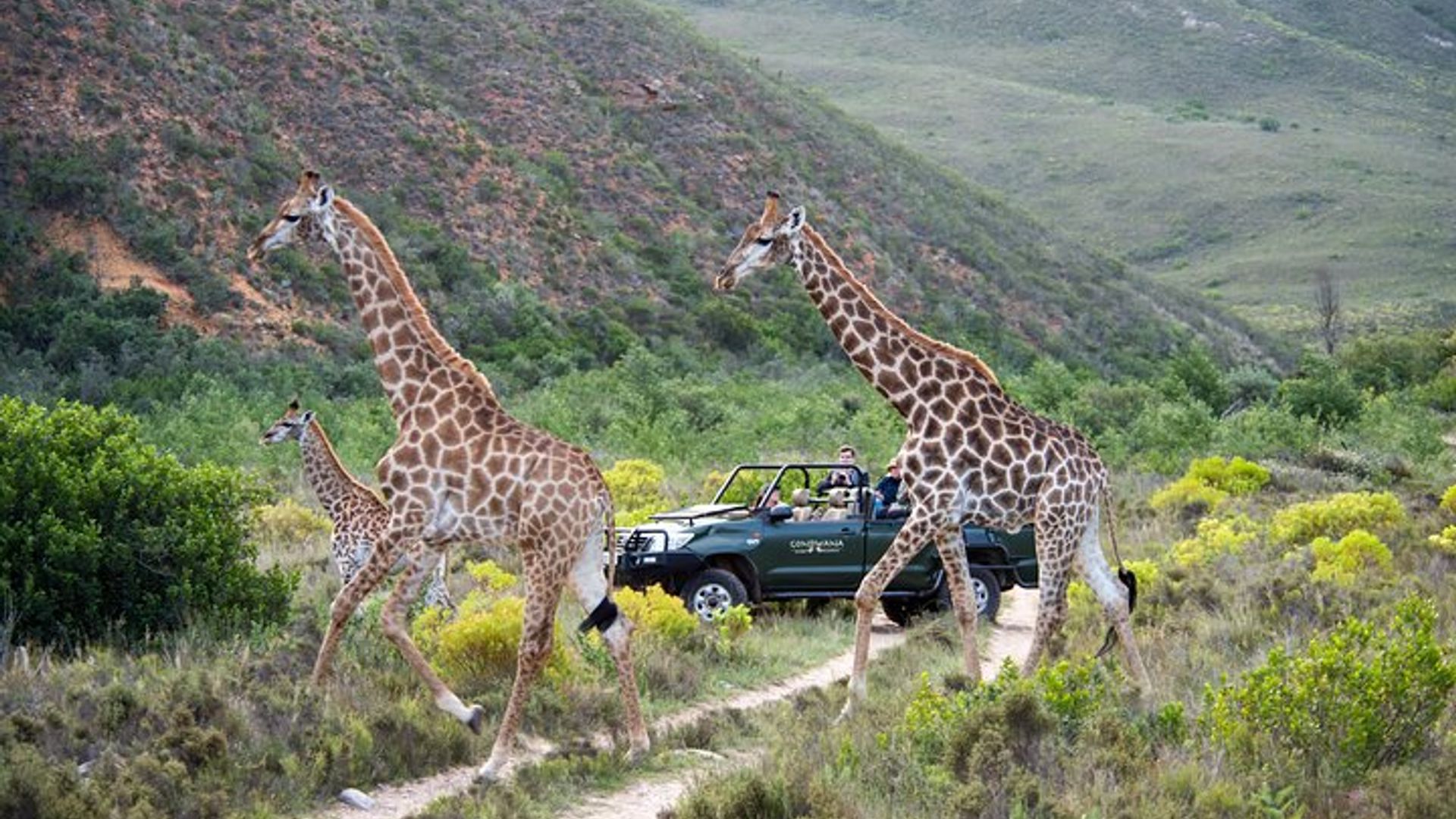2 Nächte Gondwana Safari Tour ab Kapstadt