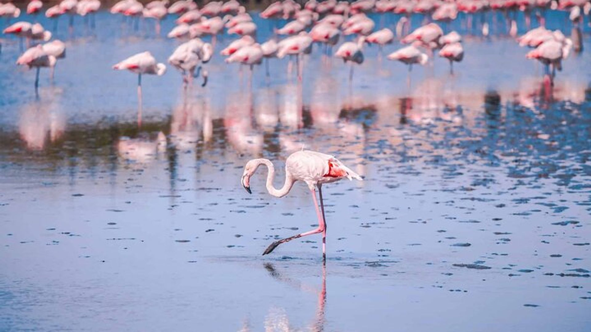 Tagesausflug in die Camargue: Flamingos, Wein und Aigues-Mortes