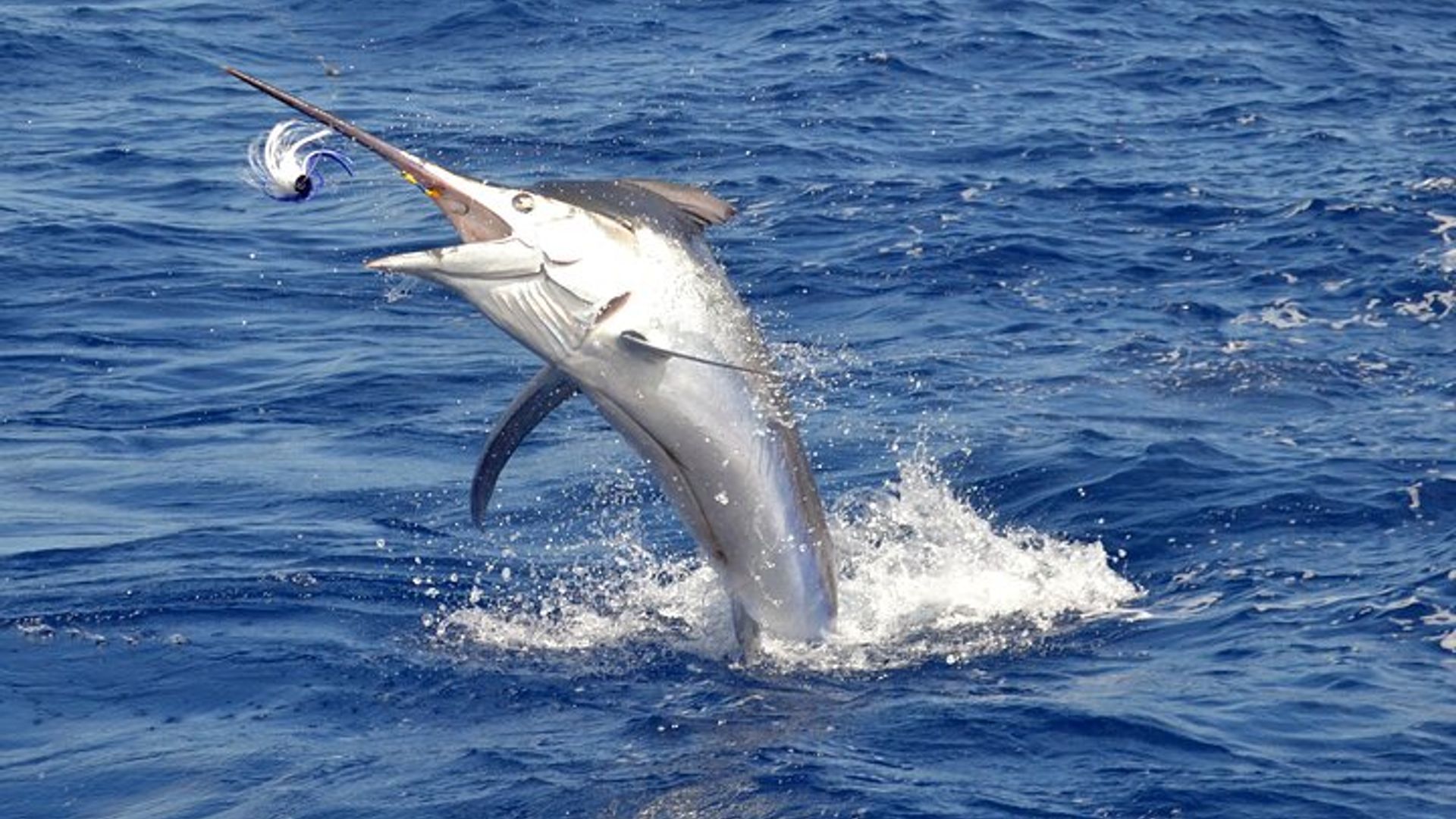 Private Grand Baie Mauritius Angelerlebnis Tour