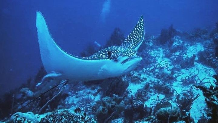 Costa Maya Two-Tank Dive For Certified Divers