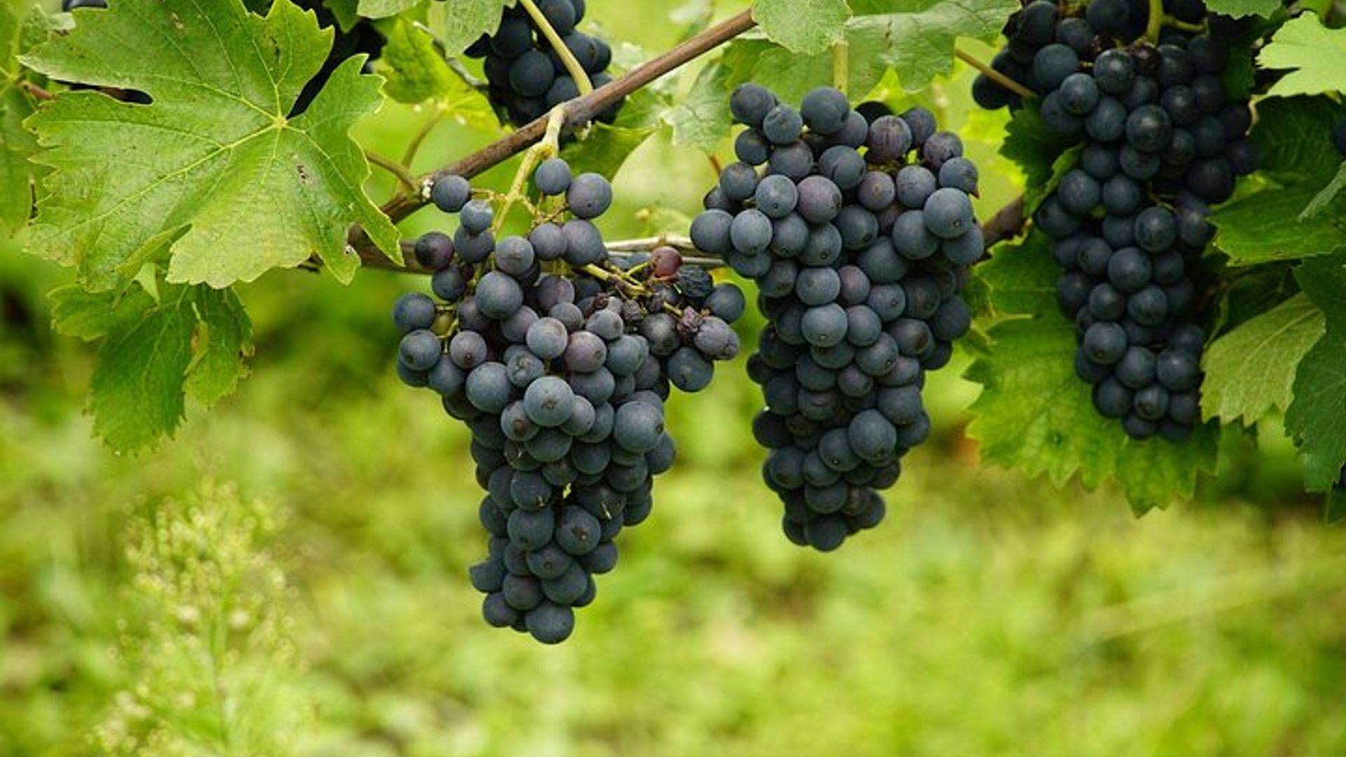Stellenbosch Halbtägige Weintour in kleiner Gruppe