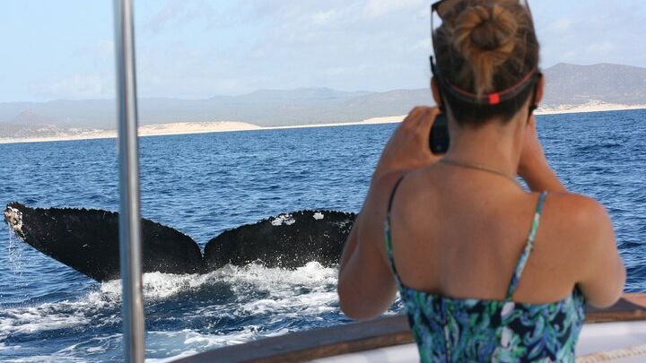 San José del Cabo Private Whale Watching Tour