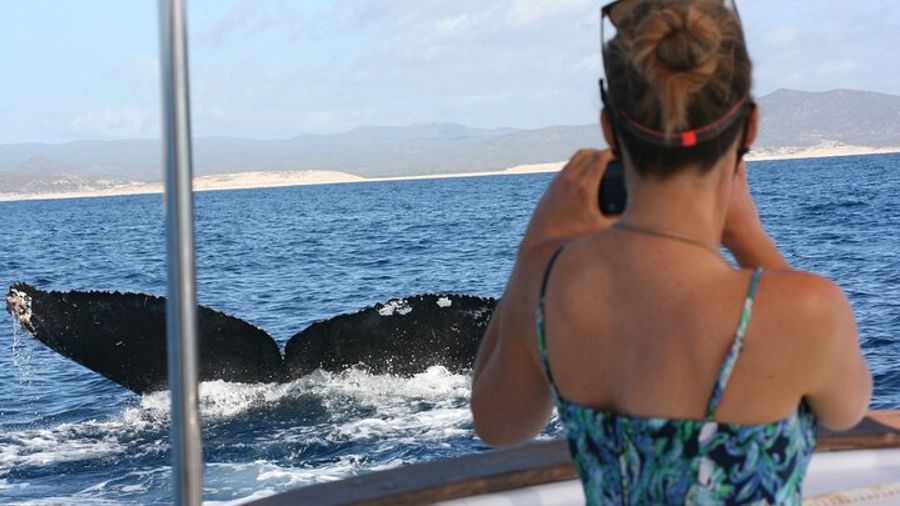 San José del Cabo Private Whale Watching Tour