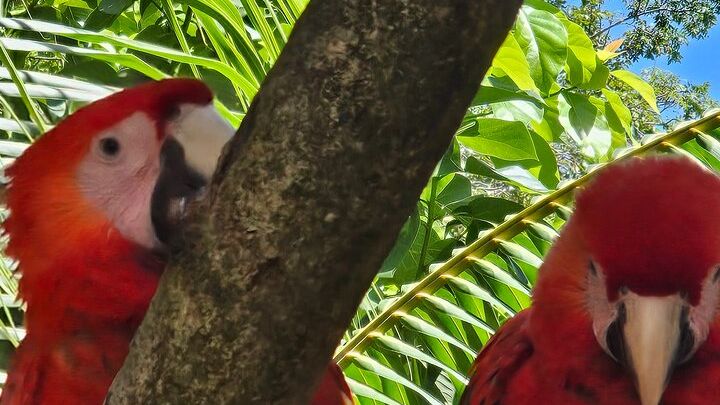 Roatan West Bay Beach and Monkey Sloth Sanctuary Tour