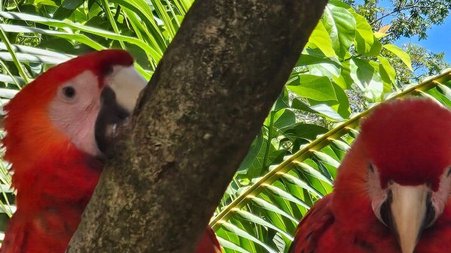 Roatan West Bay Beach and Monkey Sloth Sanctuary Tour