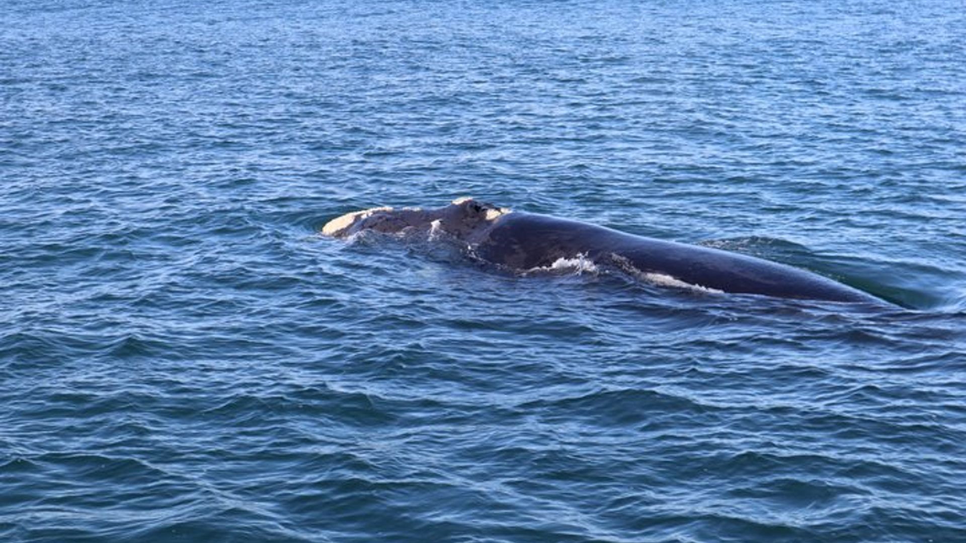 Tour privado de observación de ballenas Hermanus con recogida en el hotel