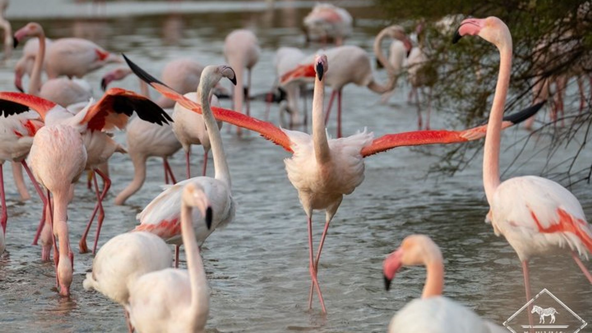 Les Saintes Maries de la Mer, Camargue y Arles, excursión privada de un día