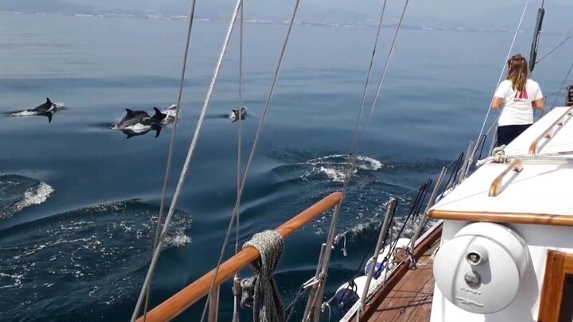 Marbella: Dolphin Watching Sailboat Trip in Estepona Bay