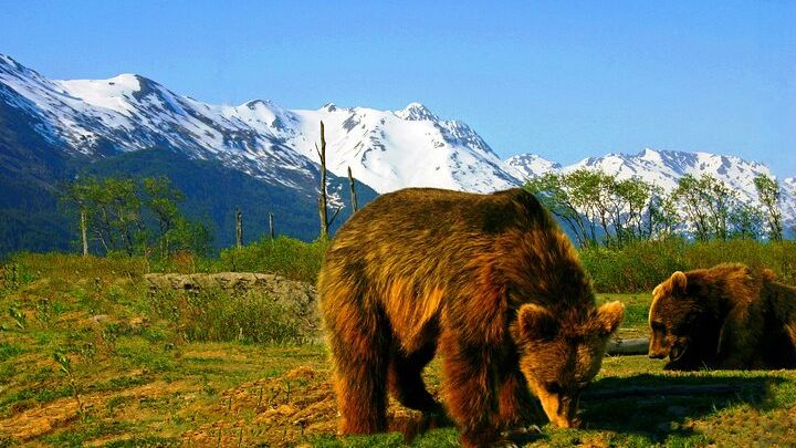 Anchorage Glacier View and Wildlife Small-Group Tour