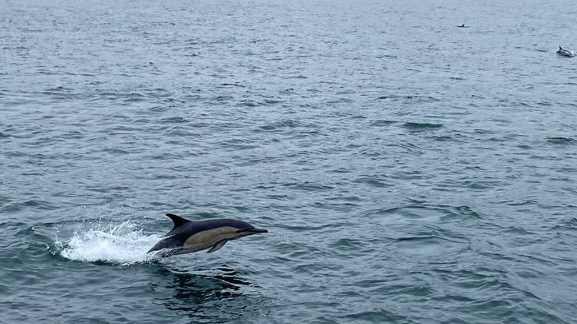 Tour privado de observación de ballenas Hermanus con recogida en el hotel