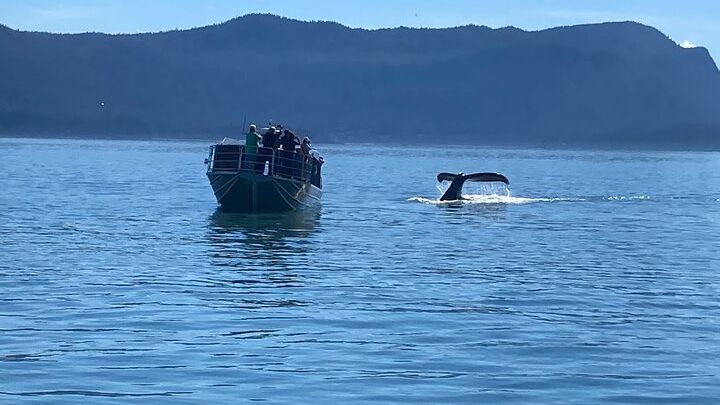Juneau Auke Bay Whale Watching Tour