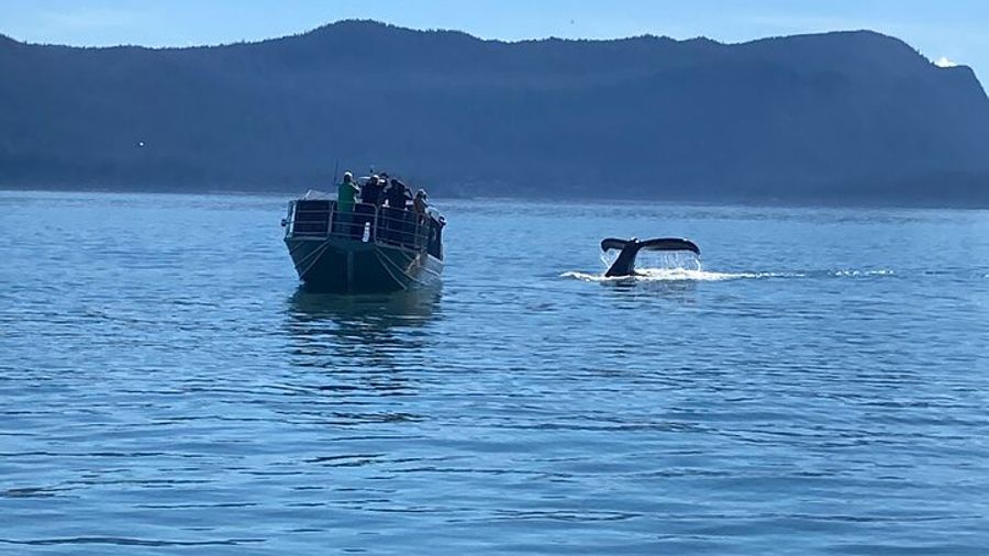 Juneau Auke Bay Whale Watching Tour