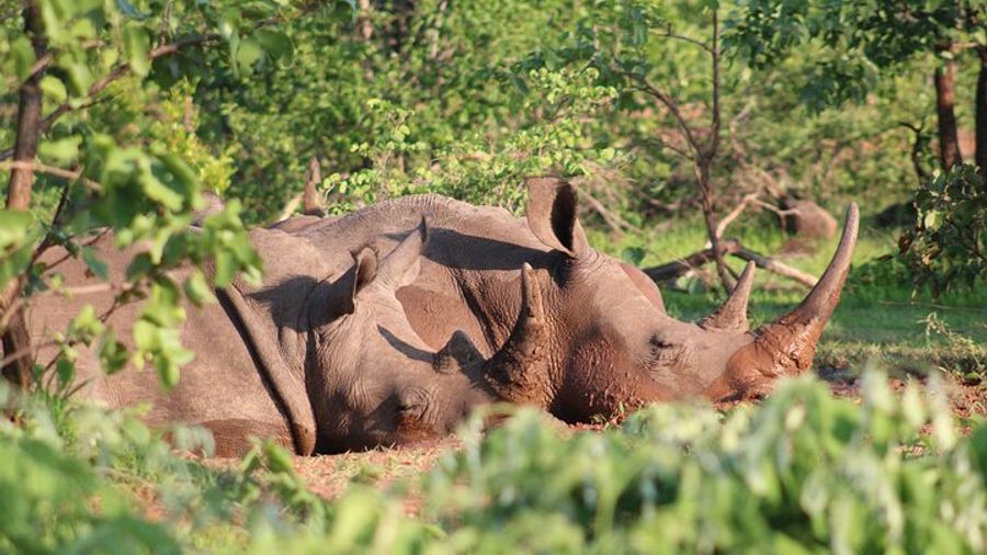 Mosi Oa Tunya National Park Game Drive in Livingstone