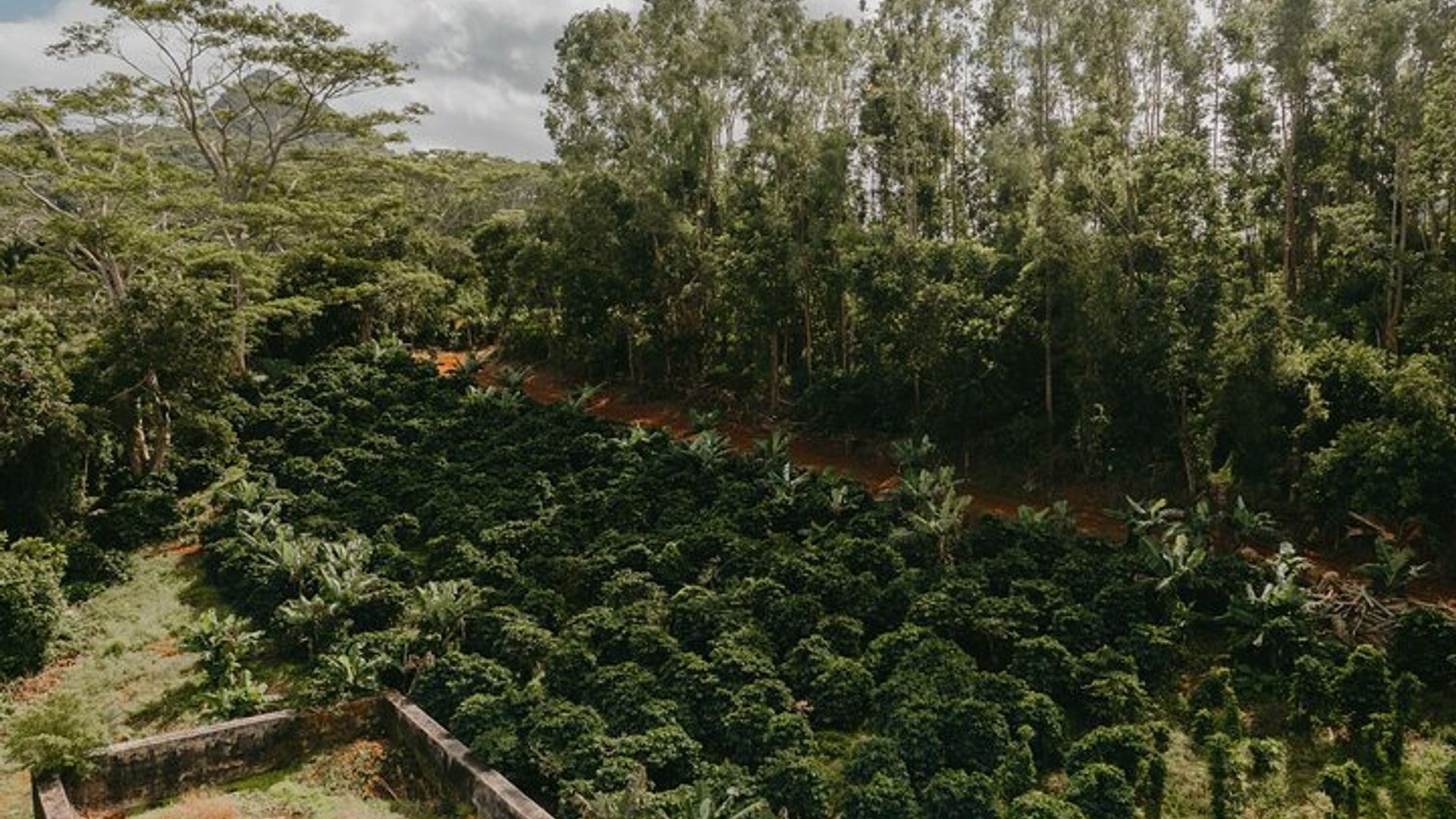 Chamarel’s Coffee Tour