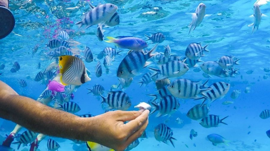 Bora Bora lagoon half-day cruise with snorkeling