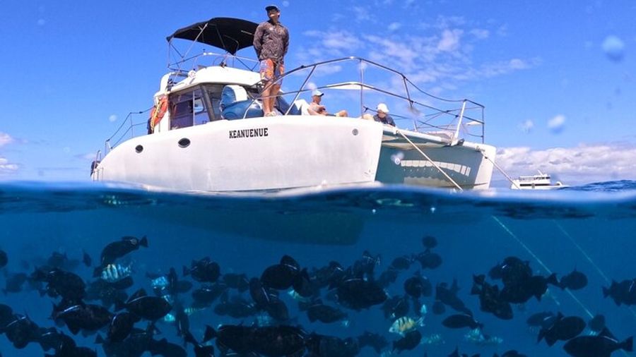 Turtle Canyon: Small-Group Snorkel Tour From Waikiki