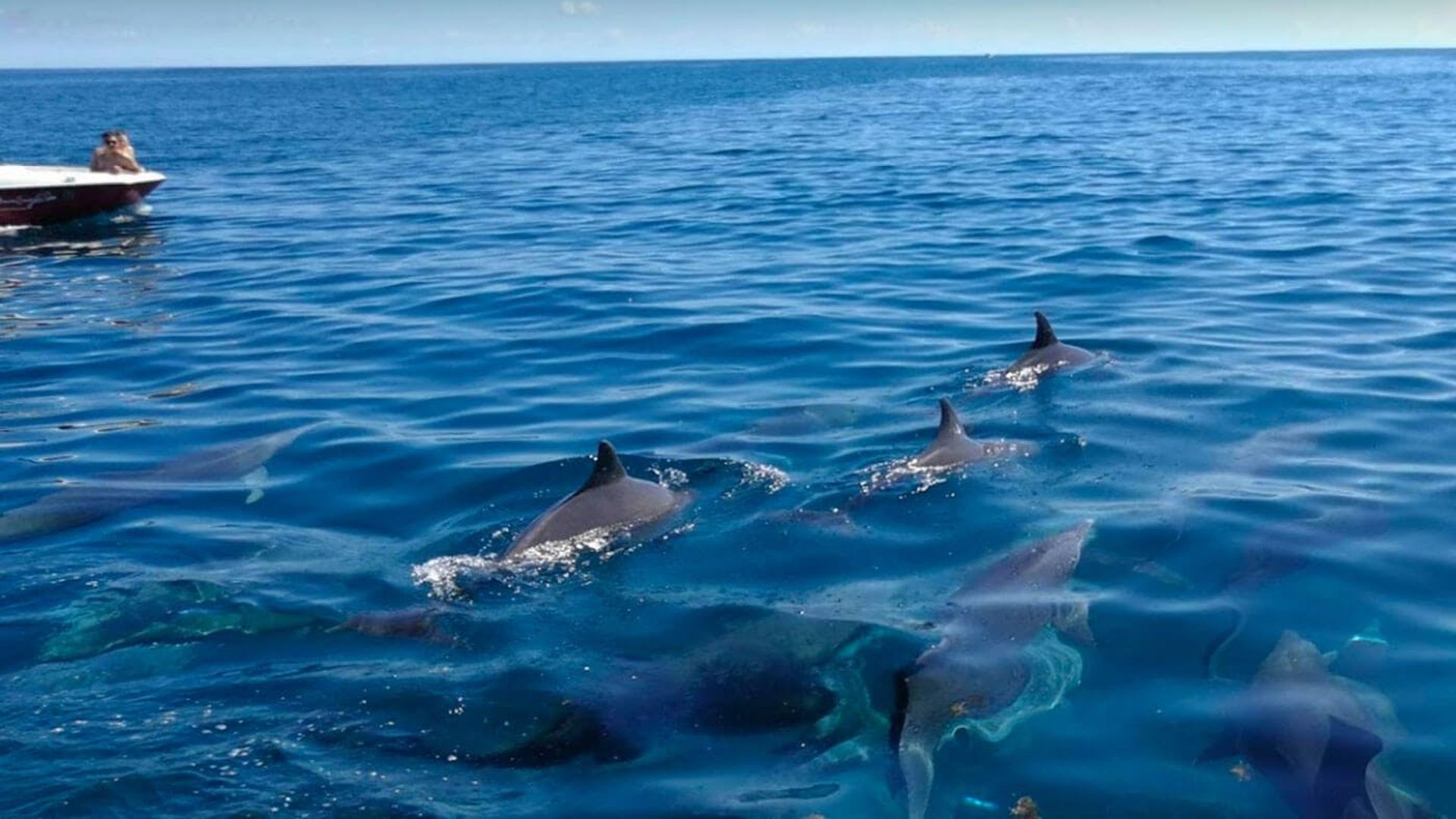 Mauritius dolphin watching speedboat tour