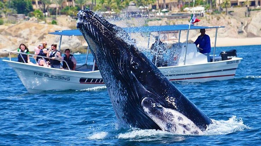Small-Group Whale Watch with Marine Biologist in Cabo San Lucas