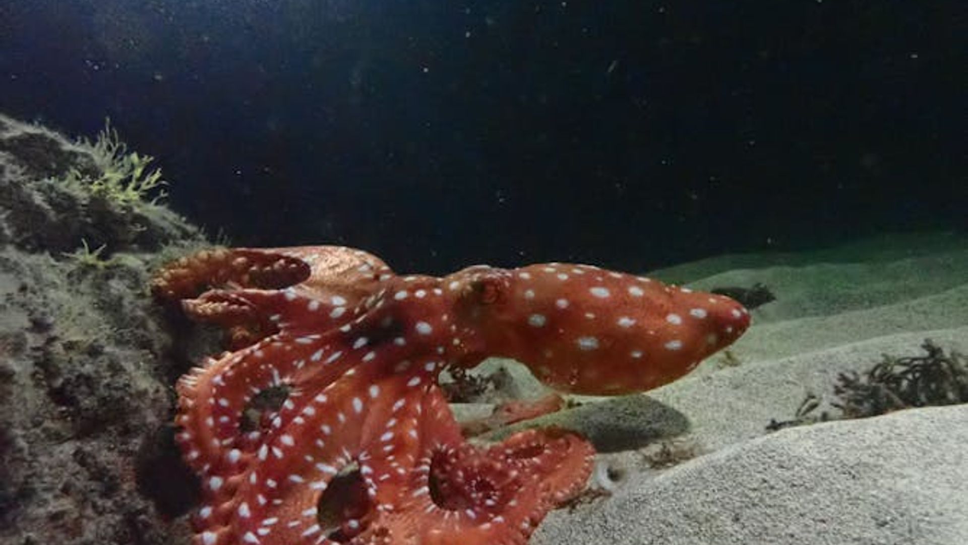 Night snorkelling tour