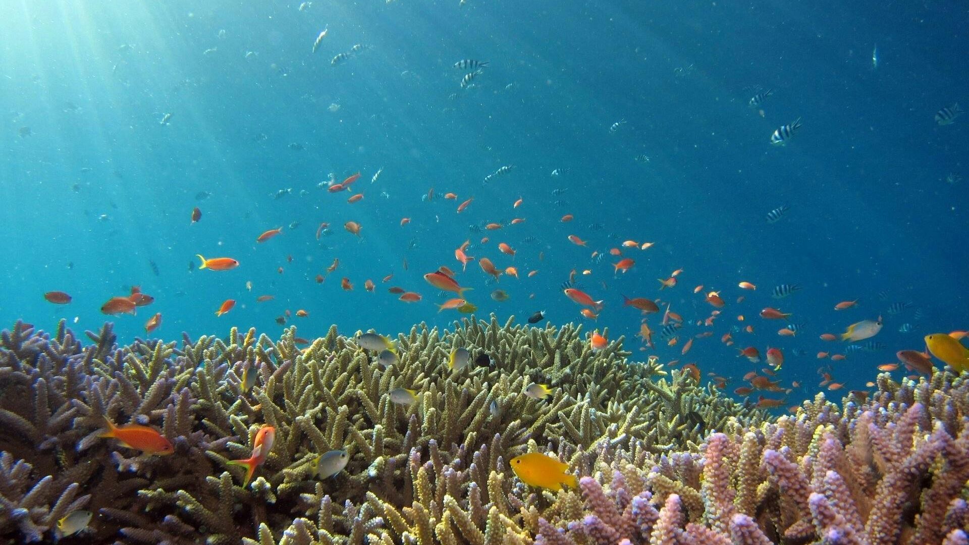 Full-day Cham Island Tour and Snorkeling