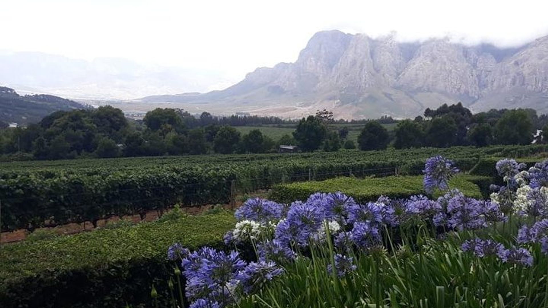 Stellenbosch, Franschhoek, and Paarl Wine Tasting Tour
