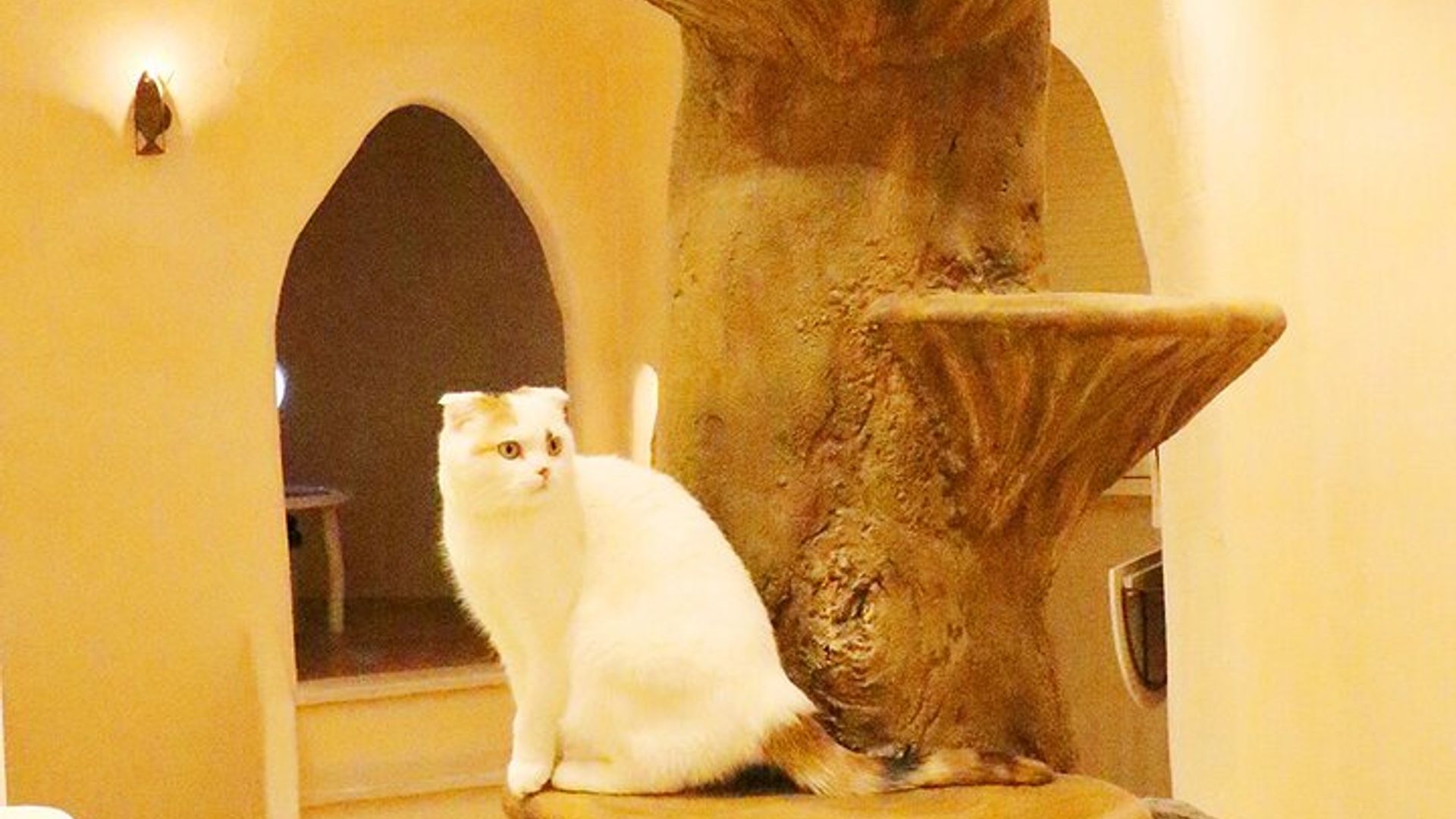 Tokyo Cat Cafe in Kichijoji