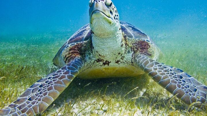 Turtle Bay Express Private Tour from Riviera Maya