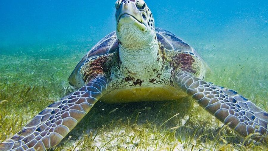 Turtle Bay Express Private Tour from Riviera Maya