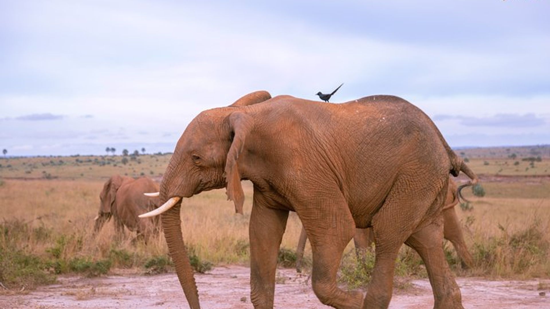 Uganda Iminsi 3 Umwamikazi Elizabeth Parike yigihugu Safari