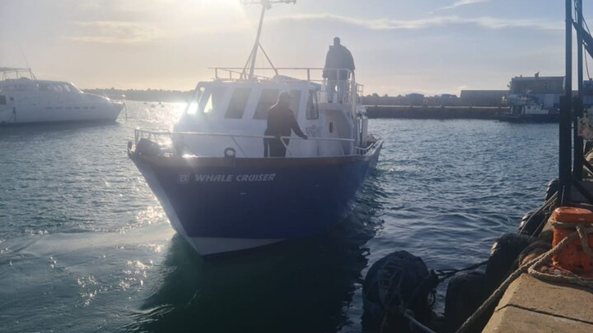 Hermanus Whale Watching Shared Boat Trip & Pinguine Private Tour
