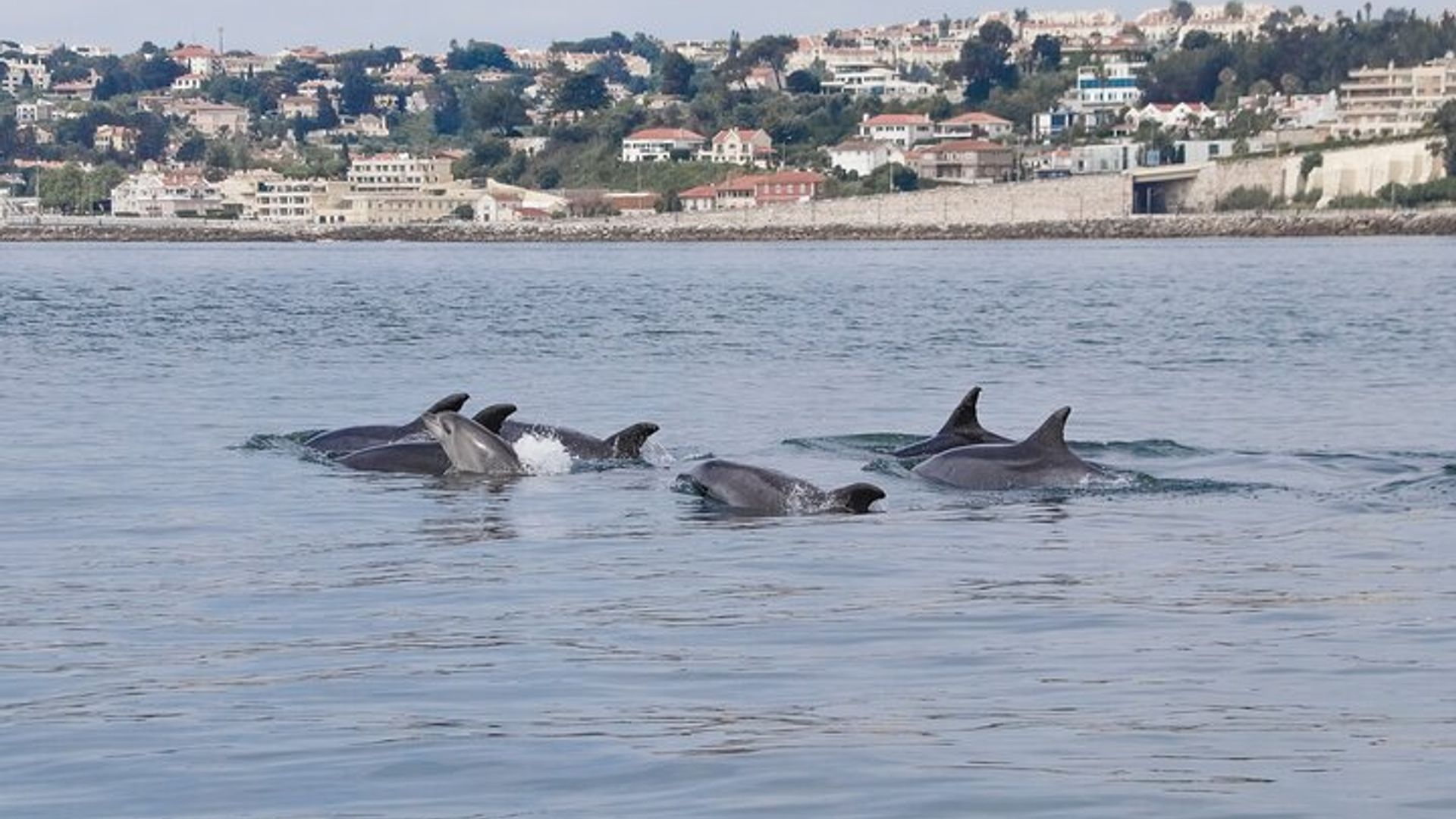Lissabon: Delfinbeobachtungskreuzfahrt in kleiner Gruppe