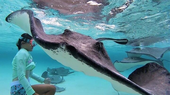 Private Charter 28ft Grady White. Stingrays, Snorkeling, Starfish