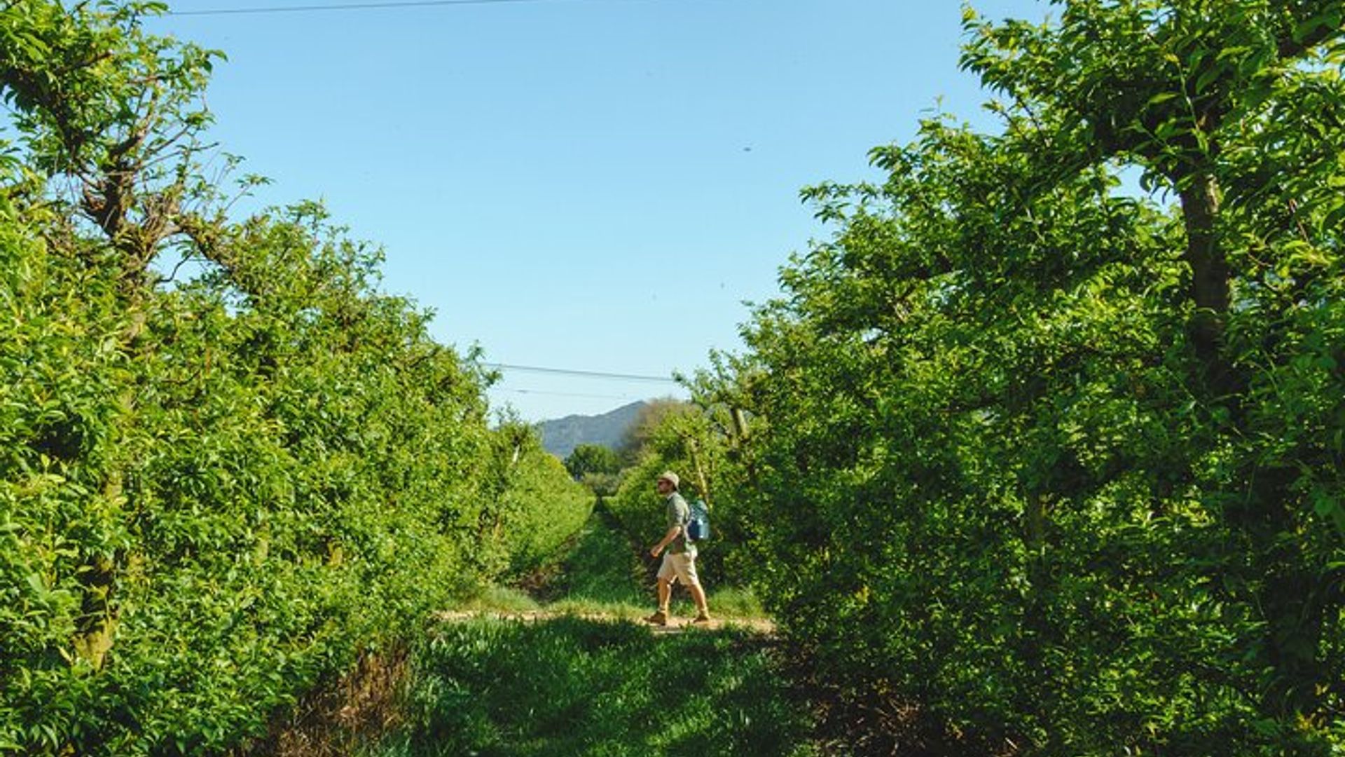 Paseo del vino de Franschhoek con almuerzo