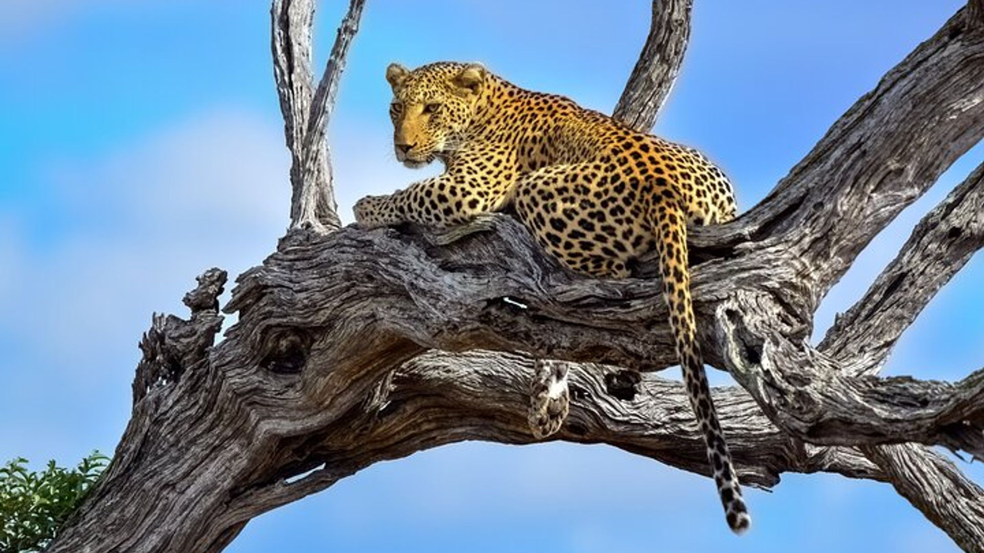 Kruger National Park 3-Day Safari From Cape Town