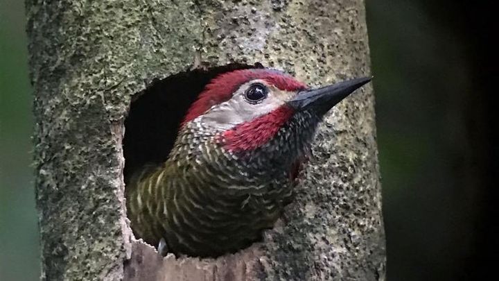MONTEVERDE DAWN BIRDWATCHING + FREE Binoculars (6 people maximum)