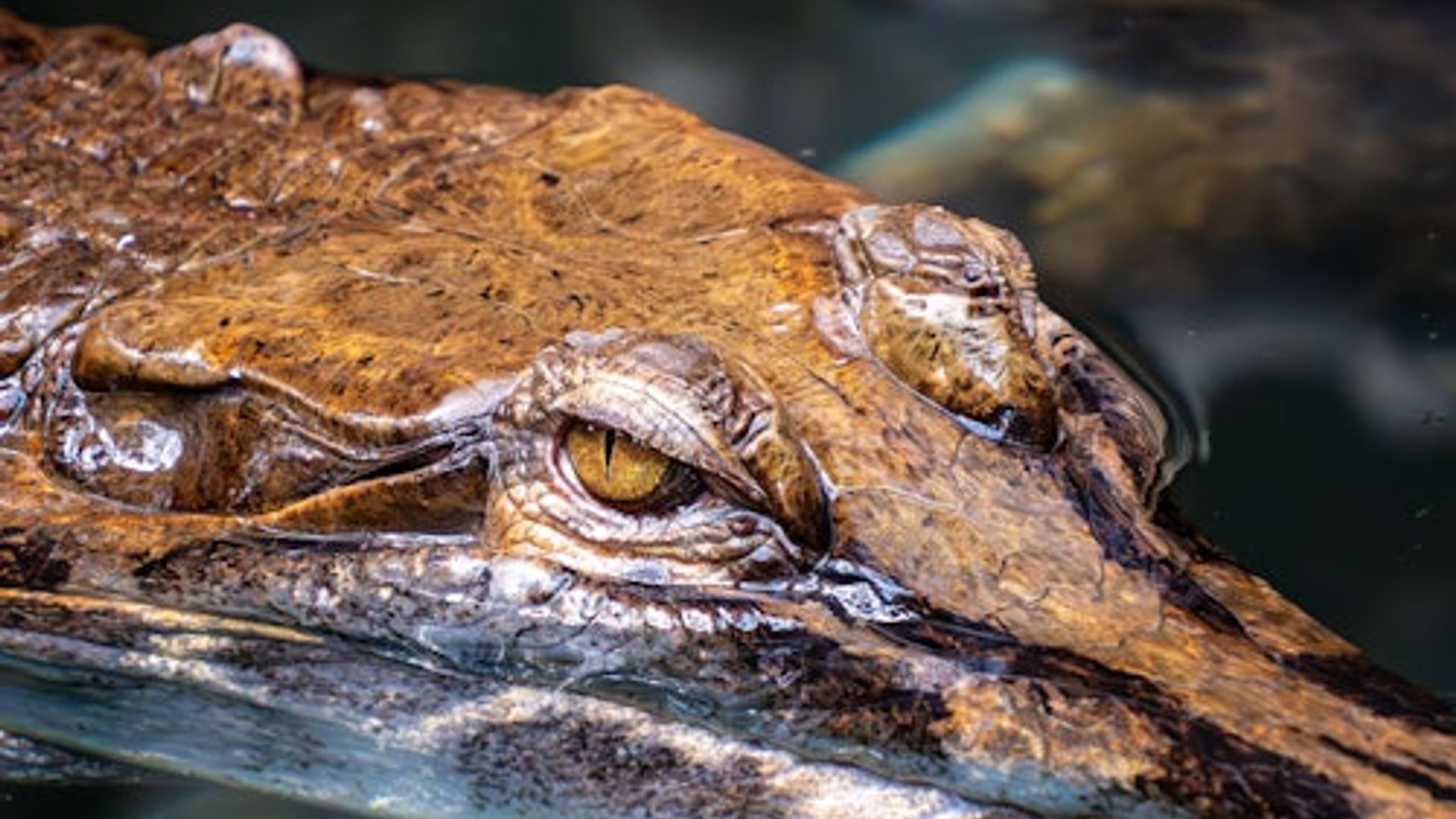 La Ferme aux Crocodiles: Eintrittskarte