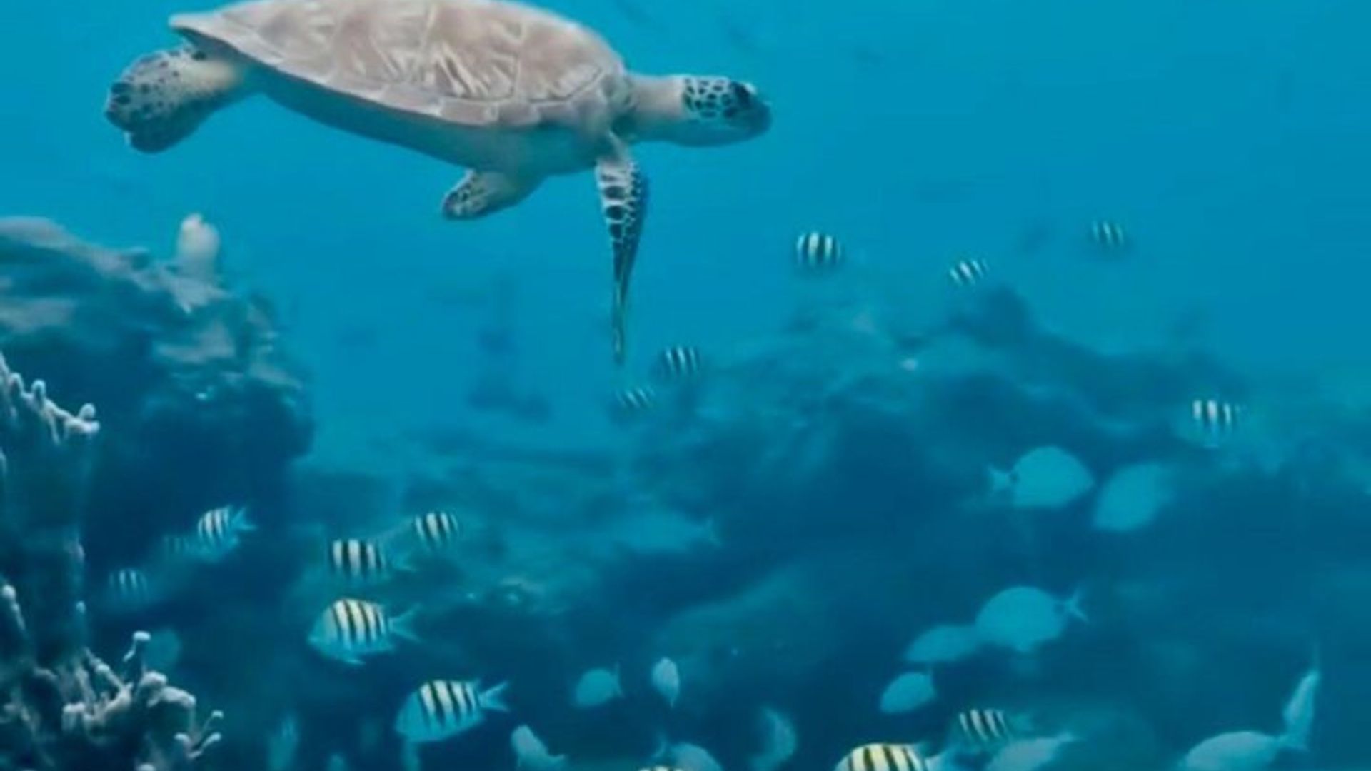 Experiencia de esnórquel en jet privado con guía en West Palm Beach