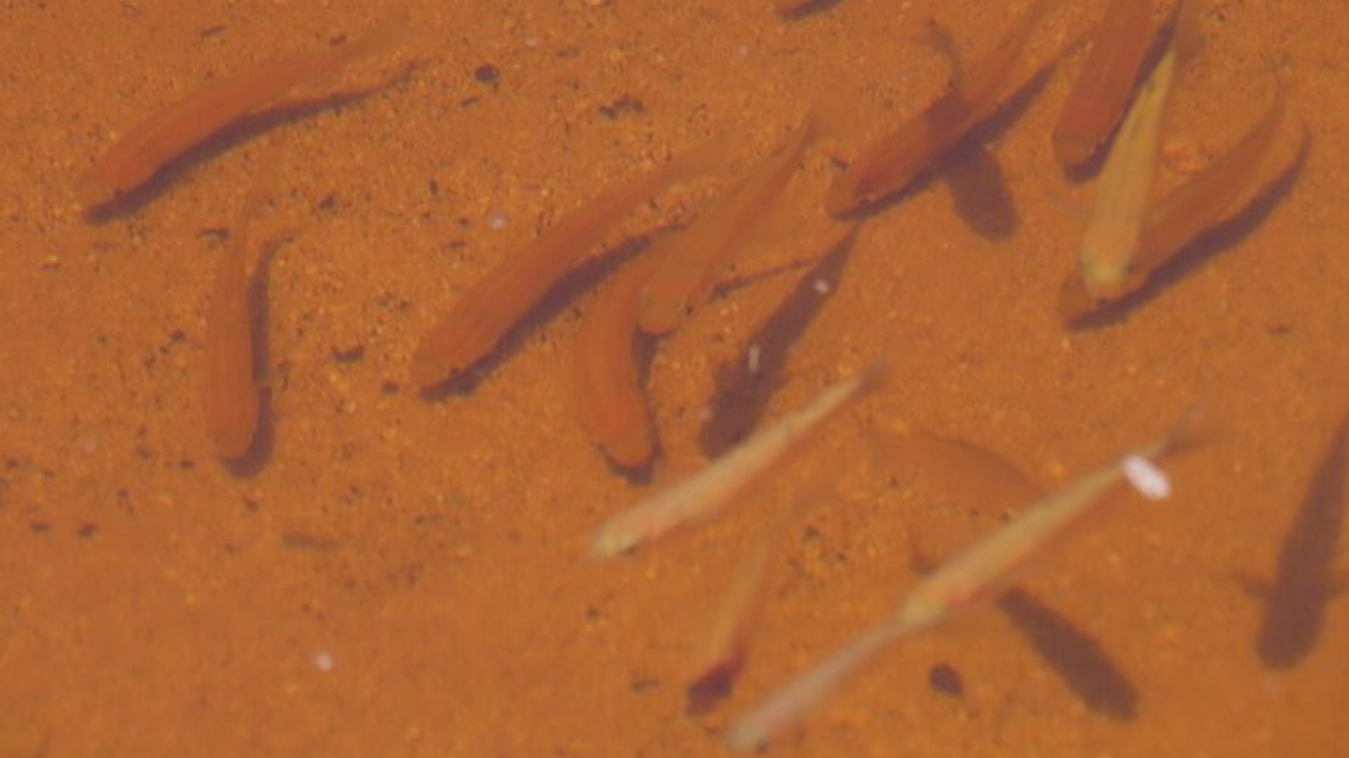 Ferries de Keurbooms