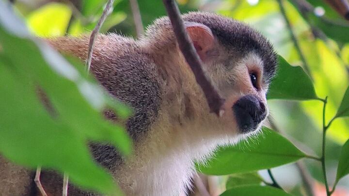 Manuel Antonio National Park Small Group Guided Hike