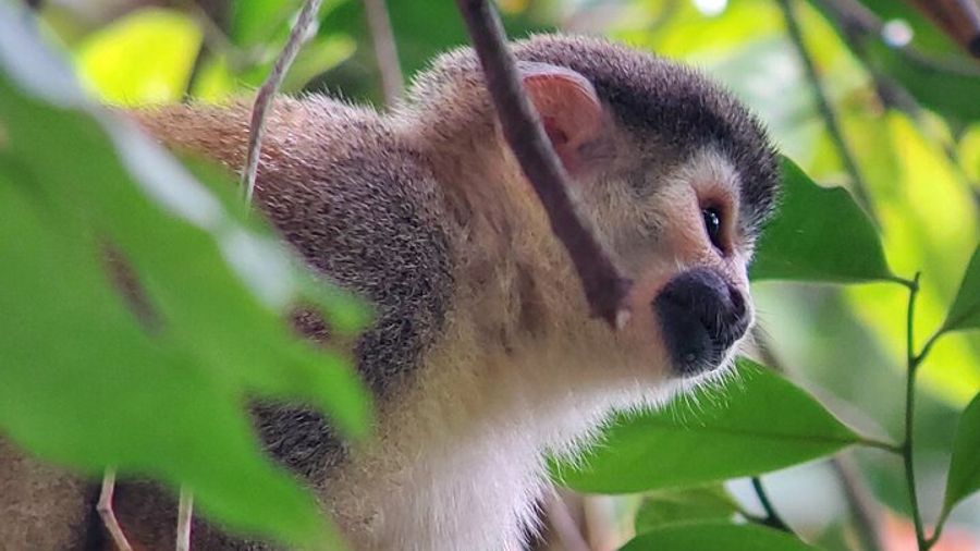 Manuel Antonio National Park Small Group Guided Hike