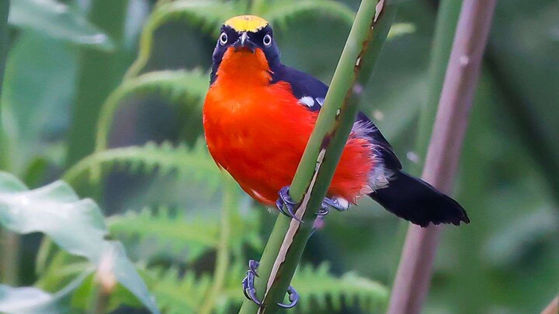 One Day Birding Mabamba Swamp