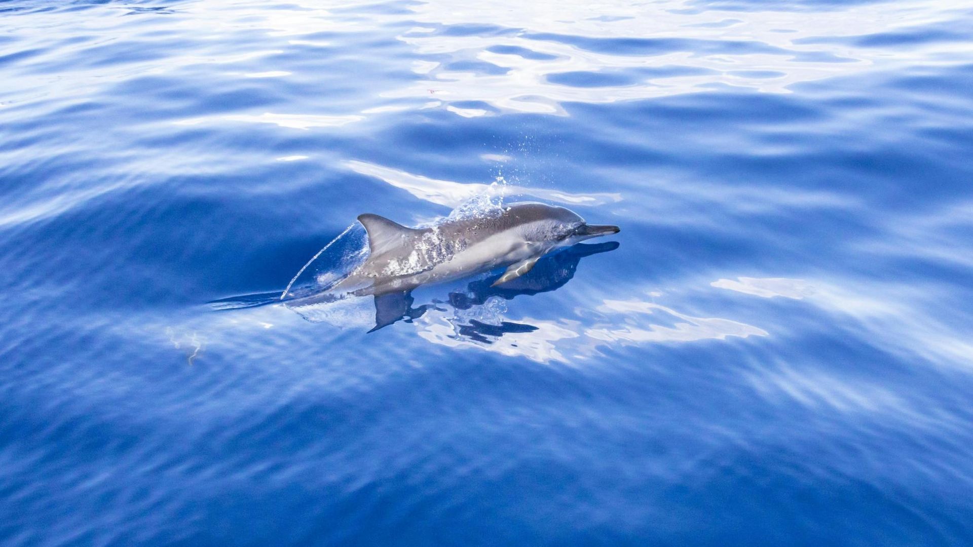 Mauritius dolphin watching speedboat tour