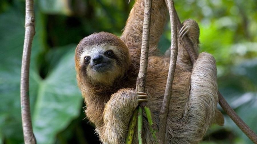 Manuel Antonio National Park Tour - Wildlife & Sloths