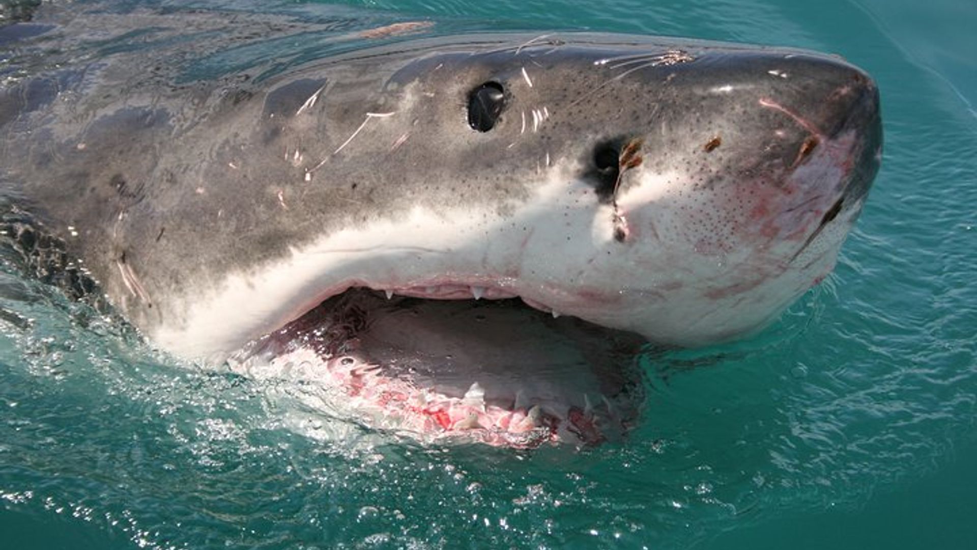 Cape Town Shark Cage Diving in Gaansbaai With Transfers