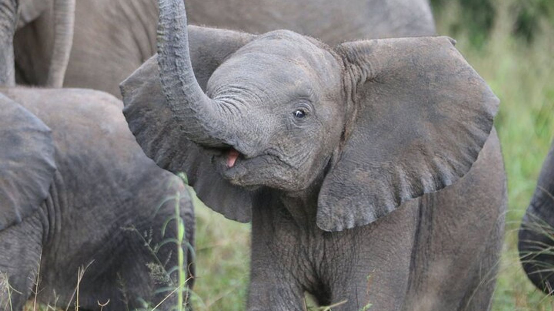 จากน้ำตกวิกตอเรีย: อุทยานแห่งชาติ Hwange National Park Day Safari