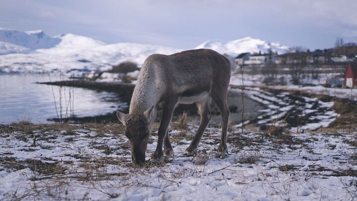 Tromso Small-Group Citizen Science Wildlife Tour With Lunch